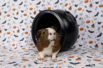 Rescue Guinea Pig Guinea Pigs for Adoption in Ellington, Connecticut - Gomez | PetCurious